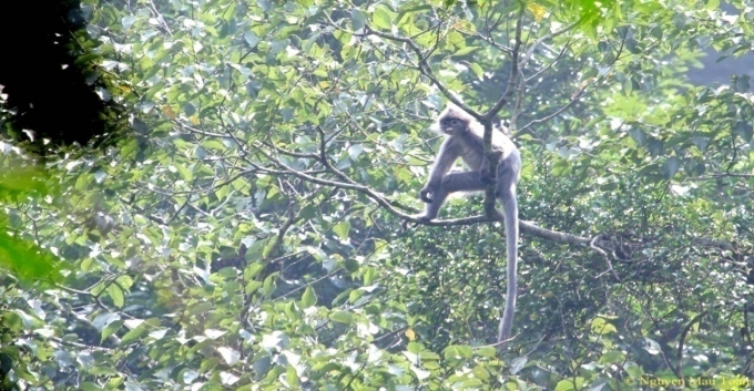 Một con vọoc x&aacute;m Đ&ocirc;ng Dương. Ảnh: Sở N&ocirc;ng nghiệp v&agrave; Ph&aacute;t triển n&ocirc;ng th&ocirc;ng Thanh H&oacute;a cung cấp.