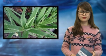 Bản tin Sức khỏe Plus ngày 25/3/2016