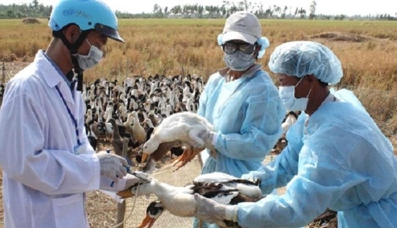 C&aacute;c nước ASEAN cần c&oacute; sự hợp t&aacute;c để ph&ograve;ng chống nhiều dịch bệnh l&acirc;y từ động vật sang người. Ảnh minh họa.