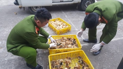Lực lượng C&ocirc;ng an thu giữ, tiến h&agrave;nh c&aacute;c thủ tục ti&ecirc;u hủy số gia cầm nhập lậu kh&ocirc;ng r&otilde; nguồn gốc. (Ảnh: b&aacute;o An ninh thủ đ&ocirc;)