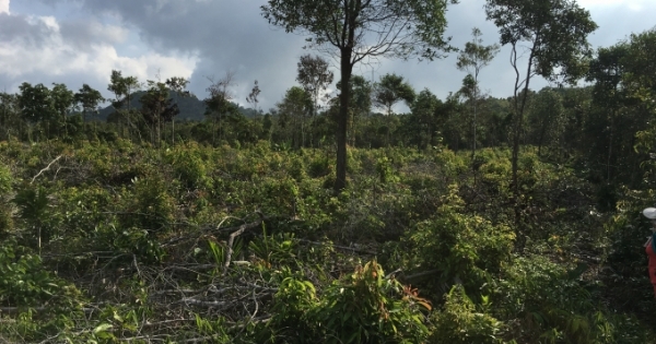 Tiếp vụ Phó chủ tịch HĐND xã bị tố khai man hồ sơ để... chiếm đất