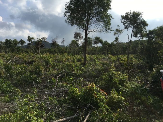 Khu vực đất rừng đệm do UBND x&atilde; Cửa Dương quản l&yacute;, nơi người d&acirc;n tố bị &ocirc;ng T&acirc;m, &ocirc;ng Th&agrave;nh ph&aacute; để trồng c&acirc;y ăn tr&aacute;i.