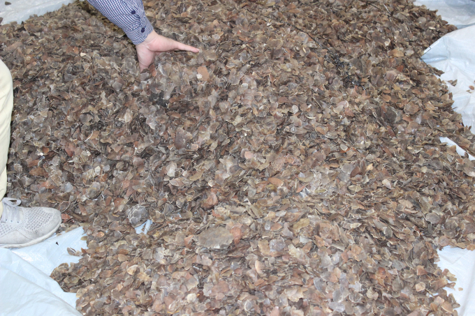 L&aacute; kh&ocirc; nghi ngờ l&agrave; l&aacute; Kh&aacute;t d&ugrave;ng để sản xuất ma t&uacute;y đ&aacute;.