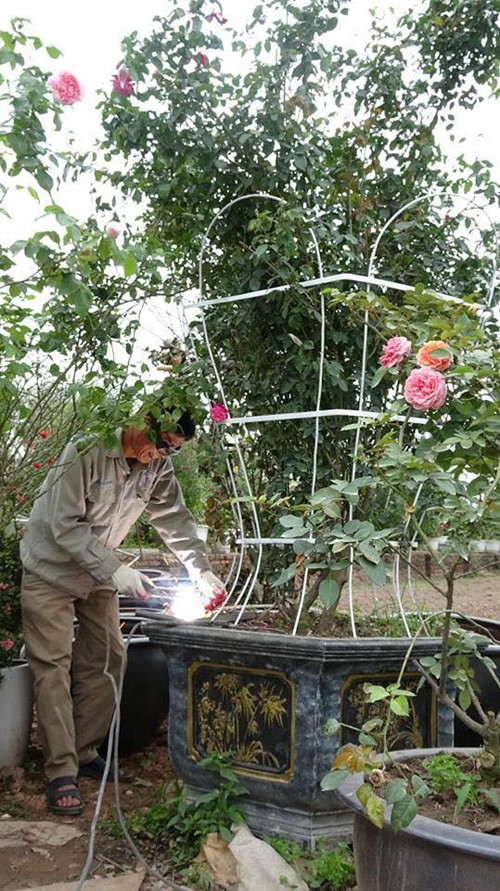 Hoa hồng được chăm s&oacute;c rất kỹ lưỡng. Ảnh BTC