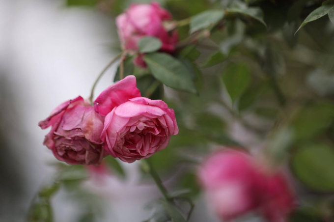 [Ch&ugrave;m ảnh]: Ấn tượng Lễ hội hoa hồng Bulgaria 2017