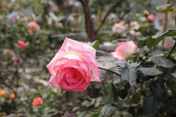 Ngay sau khi kết th&uacute;c phần khai mạc lễ hội, du kh&aacute;ch tham quan đ&atilde; được mua v&eacute;, thưởng ngoạn hoa hồng.&nbsp;