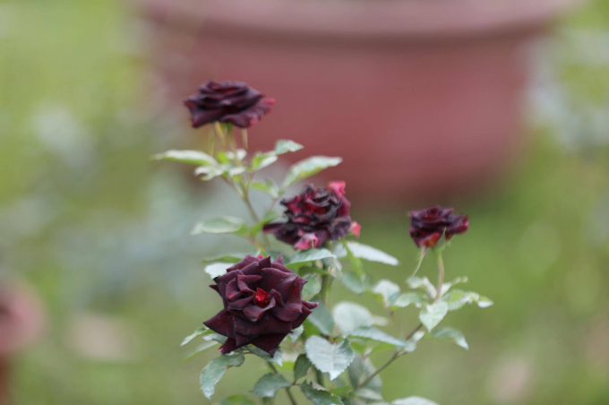 Bulgaria xứ sở của lo&agrave;i hoa hồng khiến nhiều người say đắm.&nbsp;