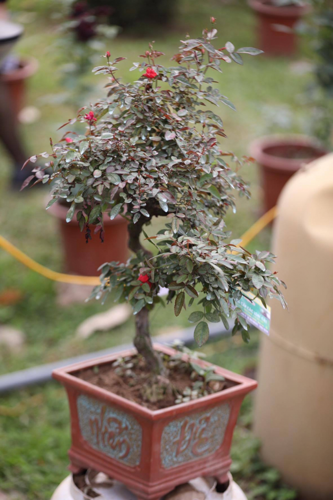 [Ch&ugrave;m ảnh]: Ấn tượng Lễ hội hoa hồng Bulgaria 2017