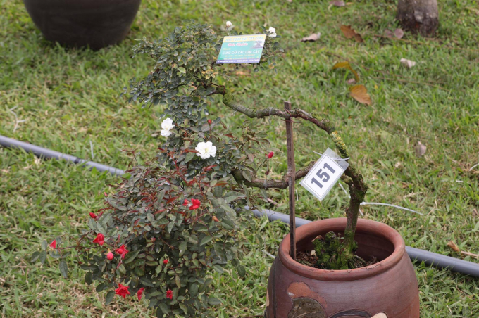 Theo th&ocirc;ng tin từ Ban tổ chức, lễ hội hoa hồng lần n&agrave;y thu h&uacute;t hơn 300 lo&agrave;i hoa khoe sắc.