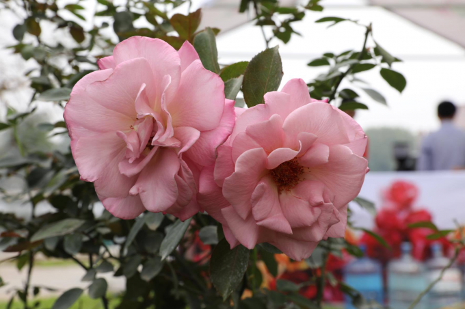 [Ch&ugrave;m ảnh]: Ấn tượng Lễ hội hoa hồng Bulgaria 2017