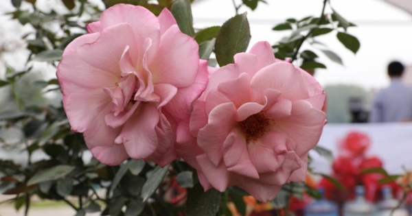 [Chùm ảnh]: Ấn tượng Lễ hội hoa hồng Bulgaria 2017