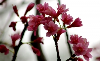 Hoa anh đào Nhật Bản lần đầu khoe sắc ở Hải Phòng