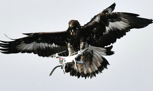 Một ch&uacute; đại b&agrave;ng đang trong qu&aacute; tr&igrave;nh huấn luyện.