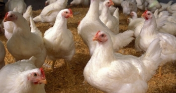 Mỹ tiêu huỷ gần 100.000 con gà ngăn ngừa dịch cúm gia cầm