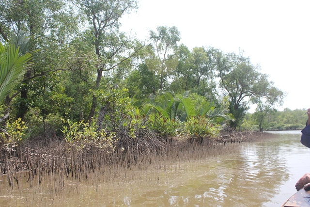 Nguy&ecirc;n phó giám đ&ocirc;́c sở bị bắt tạm giam để điều tra về h&agrave;nh vi vi phạm trong khai thác rừng. (Ảnh minh họa)