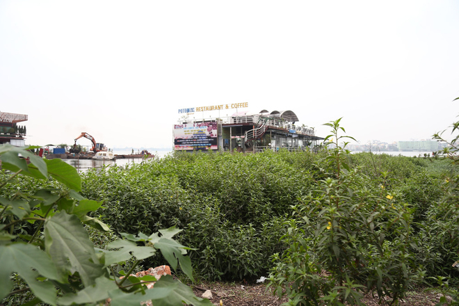 Cỏ mục um t&ugrave;m ở khu vực b&atilde;i bồi ven đường Nguyễn Đ&igrave;nh Thi.