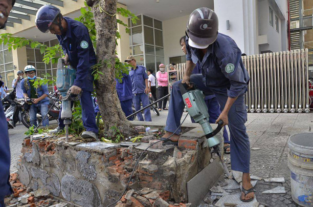 Bứng c&acirc;y xanh trồng tr&aacute;i ph&eacute;p tr&ecirc;n vỉa h&egrave;.