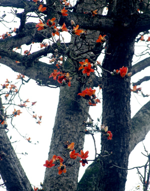 V&agrave;o mỗi dịp th&aacute;ng 3 khi tiết trời bắt đầu ấm &aacute;p...&nbsp;&nbsp;Ảnh: Như Trường