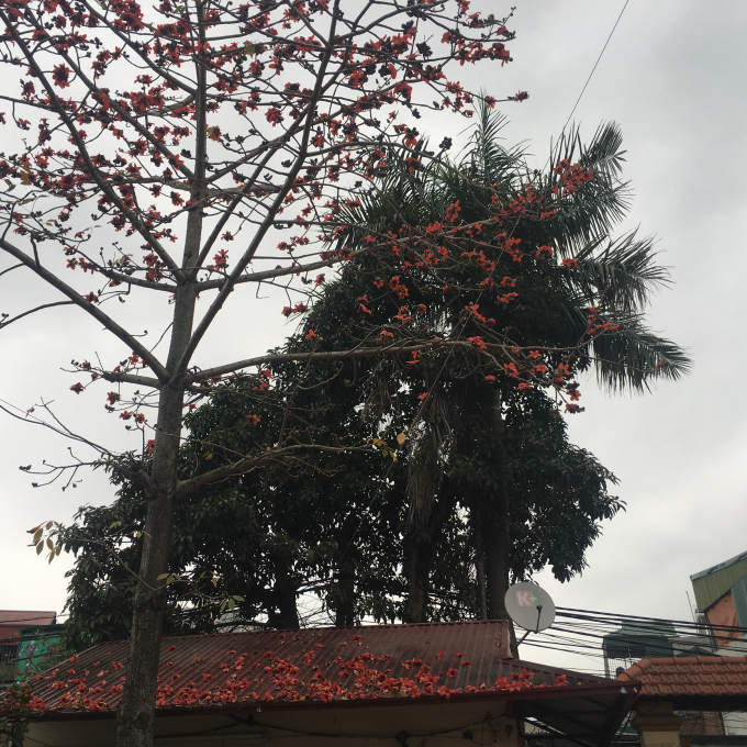 C&acirc;y hoa gạo mới được trồng ở đ&igrave;nh l&agrave;ng Định C&ocirc;ng (Ho&agrave;ng Mai, H&agrave; Nội). Ảnh: Thị Thủy