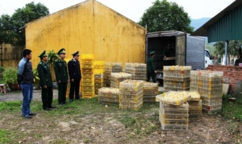 Ngăn chặn cúm A/H7N9 từ biên giới