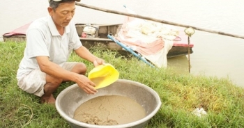 Lội ao vớt trứng nước bán 10.000 đồng một lon ở miền Tây