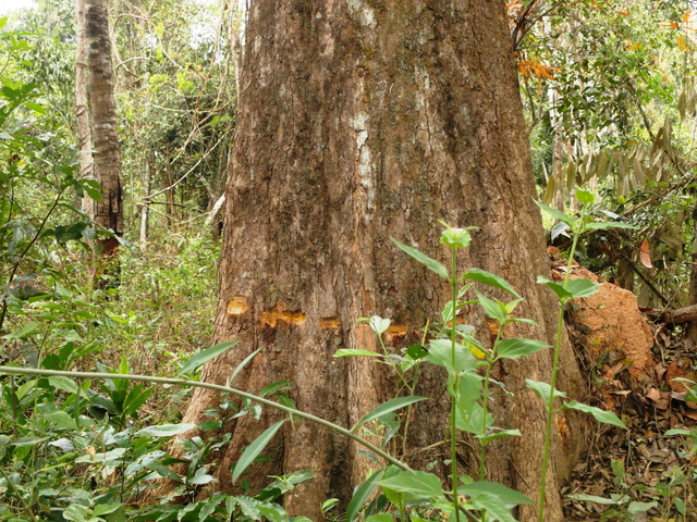 C&acirc;y rừng c&oacute; đường k&iacute;nh lớn tại tiểu khu 43, rừng ph&ograve;ng hộ Dầu Tiếng bị vạt vỏ, đổ thuốc độc. Ảnh: L&ecirc; Đức Hoảnh-TTXVN