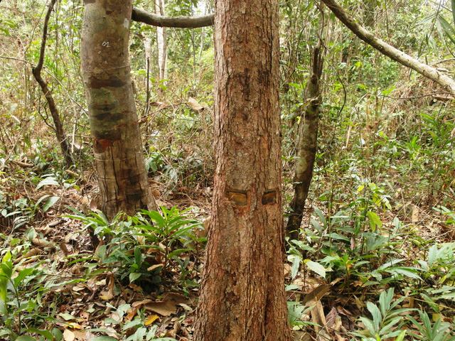 C&acirc;y rừng tại tiểu khu 43 bị vạt vỏ, khoan lỗ, đổ thuốc độc. Ảnh: L&ecirc; Đức Hoảnh-TTXVN