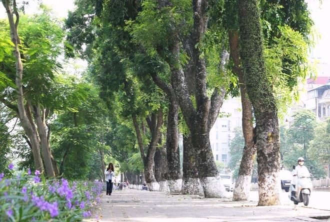Ng&agrave;y 16/9/2016, 109 c&acirc;y xanh ven hồ Thủ Lệ (H&agrave; Nội) trong đ&oacute; c&oacute; 24 c&acirc;y x&agrave; cừ cổ thụ bắt đầu được di chuyển để nhường chỗ cho c&ocirc;ng tr&igrave;nh t&agrave;u điện ngầm.