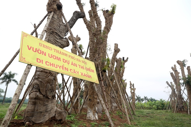 C&aacute;c c&acirc;y xanh n&ecirc;u tr&ecirc;n được đưa đến vườn ươm Đa Tốn (Gia L&acirc;m, H&agrave; Nội), nay đ&atilde; bắt đầu đ&acirc;m chồi, nảy lộc.