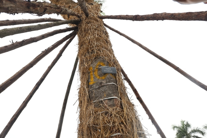 Khi di chuyển về vườn ươm, c&aacute;c c&acirc;y xanh n&agrave;y được trồng v&agrave;o hố đất v&agrave; bảo vệ bằng nhiều cột chống.