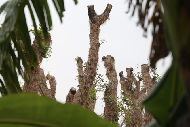 Đến nay hơn 90% c&acirc;y xanh ven hồ Thủ Lệ chuyển về vườn ươm đ&atilde; sống s&oacute;t, ph&aacute;t triển tốt.Để c&oacute; kết quả n&agrave;y, đơn vị chăm s&oacute;c đ&atilde; sử dụng những phương ph&aacute;p truyền thống kết hợp tiến bộ của kỹ thuật vi sinh v&agrave; ho&aacute; chất, gi&uacute;p c&acirc;y sinh trưởng, ph&aacute;t triển tốt.