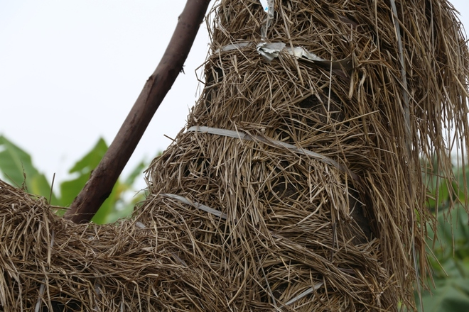 Th&acirc;n v&agrave; c&agrave;nh c&acirc;y được bọc bằng rơm để giữ độ ẩm v&agrave; giữ nhiệt độ ổn định.