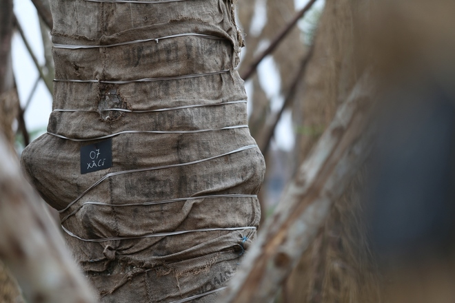 Đơn vị chăm s&oacute;c đ&atilde; huy động 12 c&ocirc;ng nh&acirc;n c&oacute; tay nghề cao trực tiếp chăm s&oacute;c đặc biệt cho h&agrave;ng c&acirc;y xanh n&agrave;y.