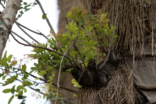 &nbsp;Tr&ecirc;n những gốc c&acirc;y l&acirc;u năm, l&aacute; non m&agrave;u xanh rung rinh trong tiết trời xu&acirc;n.