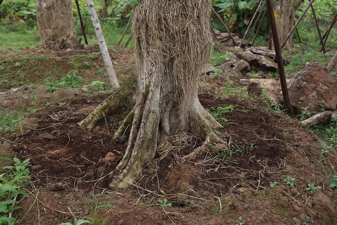 Để cung cấp đủ chất dinh dưỡng, gốc c&acirc;y được đắp 3 lần theo đ&uacute;ng quy tr&igrave;nh. Trong đ&oacute;, lần thứ 3 l&agrave; lớp đất c&oacute; t&aacute;c dụng như lớp thảm b&igrave; để giữ nhiệt độ ổn định, tr&aacute;nh sự x&oacute;i m&ograve;n gốc c&acirc;y, k&iacute;ch th&iacute;ch bộ rễ ph&aacute;t triển, v&agrave; giữ cho c&acirc;y kh&ocirc;ng bị rung lắc khi thời tiết kh&ocirc;ng thuận lợi.