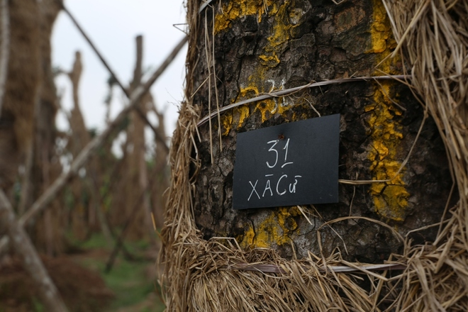 To&agrave;n bộ số c&acirc;y n&agrave;y sẽ tiếp tục được chăm s&oacute;c kỹ lưỡng trong thời gian tới, sau đ&oacute; vườn ươm b&agrave;n giao cho TP H&agrave; Nội để&nbsp;trồng trở lại tại c&aacute;c c&ocirc;ng vi&ecirc;n, vườn hoa của Thủ đ&ocirc;.