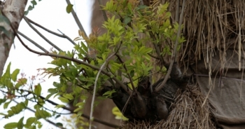 Hàng cây cổ thụ ở Hà Nội 