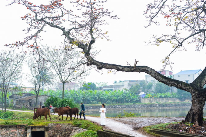 Hoa thắp đỏ một khoảng trời, rực rỡ khoe sắc rồi v&agrave;i ng&agrave;y sau hoa lặng lẽ xoay tr&ograve;n tr&ecirc;n kh&ocirc;ng trung như những chiếc chong chong đỏ, gieo m&igrave;nh theo cơn gi&oacute;, hoa l&igrave;a c&agrave;nh vẫn giữ nguy&ecirc;n sắc đỏ.