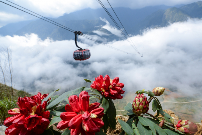 Lễ hội hoa đỗ quy&ecirc;n lần đầu ti&ecirc;n tổ chức tại Fansipan