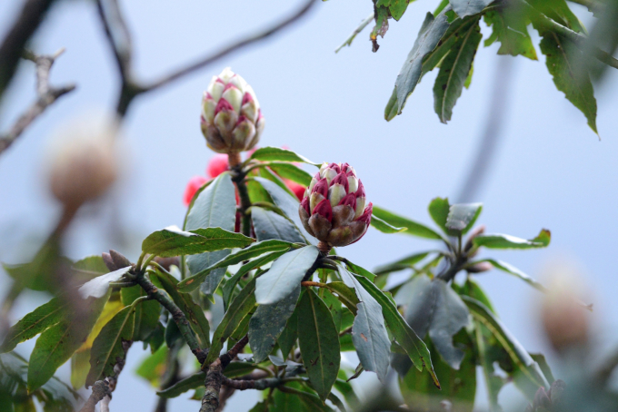 Lễ hội hoa đỗ quy&ecirc;n lần đầu ti&ecirc;n tổ chức tại Fansipan