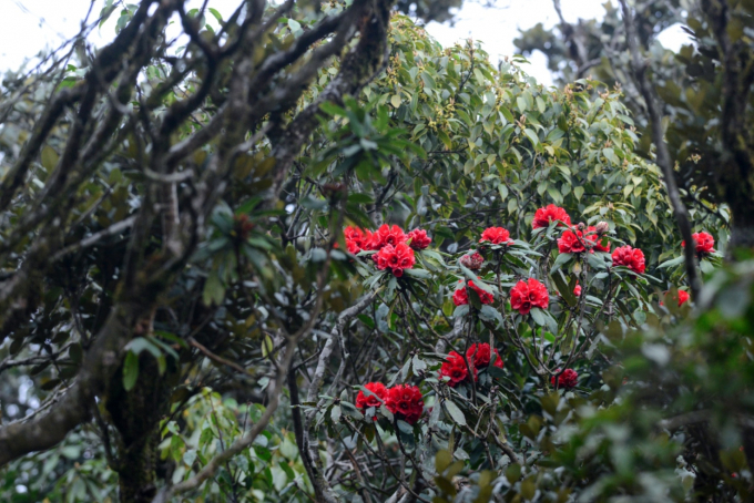 Lễ hội hoa đỗ quy&ecirc;n lần đầu ti&ecirc;n tổ chức tại Fansipan