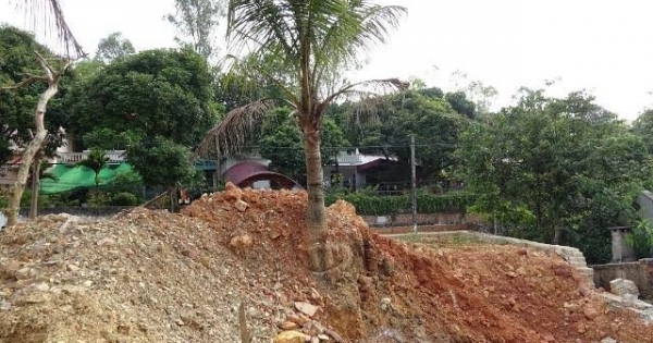 Thanh Hóa: Sai phạm trong cưỡng chế, chủ tịch phường phải bồi thường 5 cây dừa cho dân