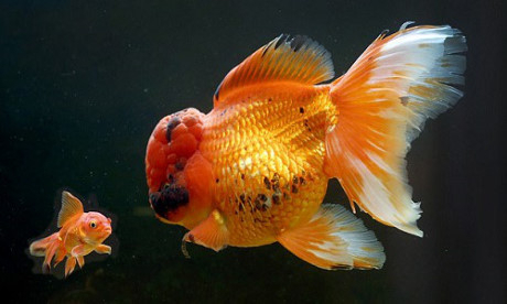 Kinh tế 24h: Cập nhật những th&ocirc;ng tin kinh tế nổi bật trong ng&agrave;y.