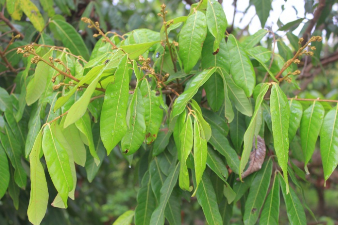 C&acirc;y nh&atilde;n ra hoa thưa thớt v&agrave; c&oacute; hiện tượng s&acirc;u bệnh tr&ecirc;n l&aacute;.