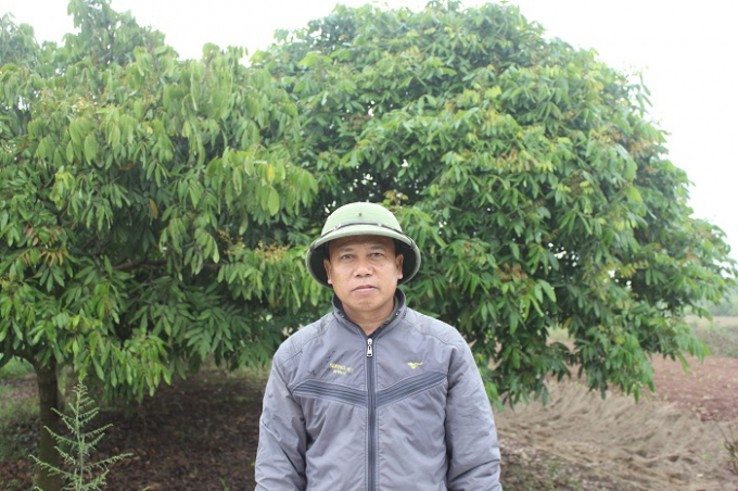 &Ocirc;ng Giang Hồng Ninh, chủ vườn nh&atilde;n x&oacute;t xa trước h&agrave;ng trăm gốc nh&atilde;n năm nay kh&ocirc;ng ra hoa.