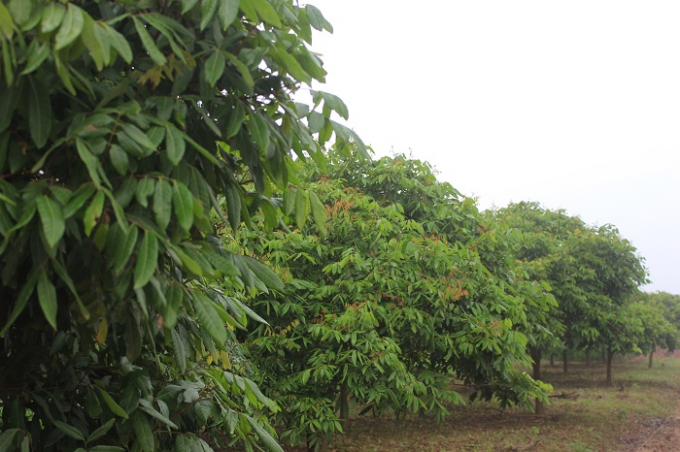 Nhiều diện t&iacute;ch nh&atilde;n kh&ocirc;ng nh&uacute; mầm hoa, chỉ tập &nbsp;ph&aacute;t triển lộc non v&agrave; l&aacute;.