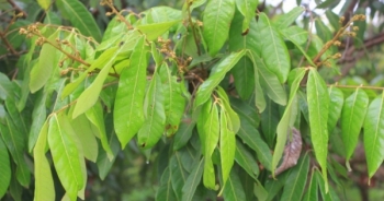 Hưng Yên: Thời tiết dị thường, chủ vườn nhãn khốn đốn