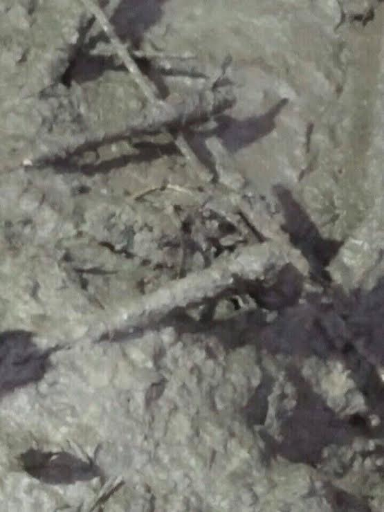 Hiện trường l&uacute;c ph&aacute;t hiện bộ h&agrave;i cốt dưới bể phốt. (Ảnh: người d&acirc;n cung cấp)