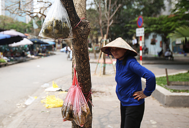 Dưới khu nh&agrave; N6 khu Y&ecirc;n H&ograve;a-Nh&acirc;n Ch&iacute;nh, người d&acirc;n treo dưa muối l&ecirc;n c&acirc;y để kh&aacute;ch tiện mua b&aacute;n.