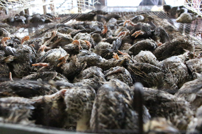 H&agrave;ng ng&agrave;n con chim chết do lửa b&eacute;n.